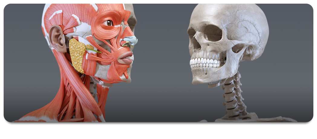3D Anatomy 1