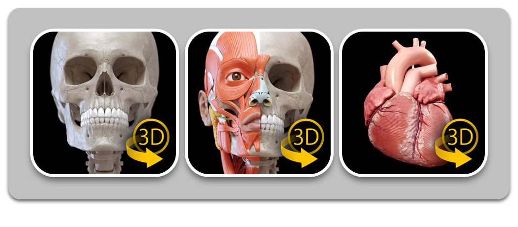 3D Anatomy 4