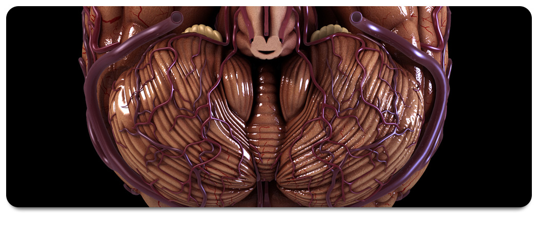 3D Anatomy 5